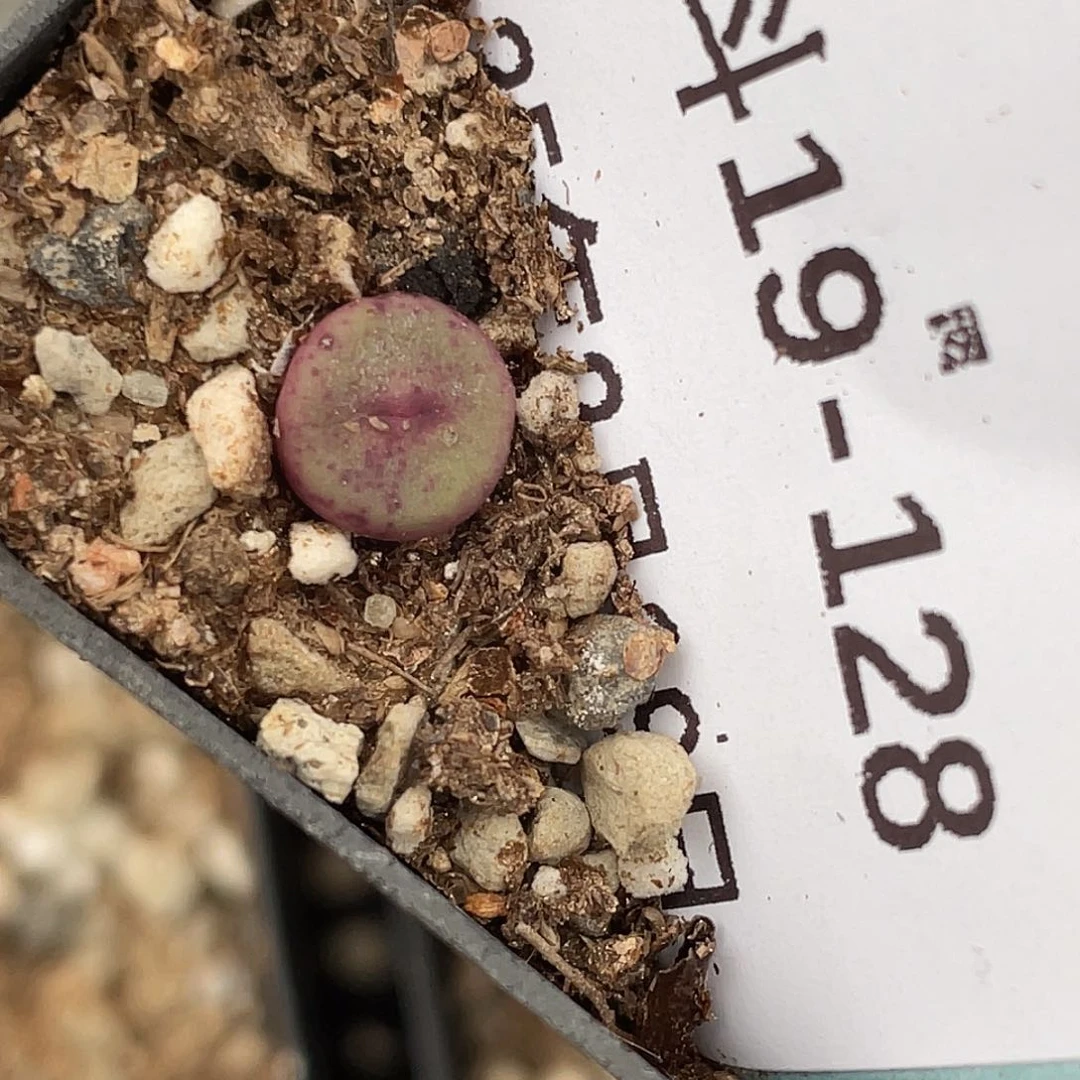 爱***桃19-128肉锥多肉植物