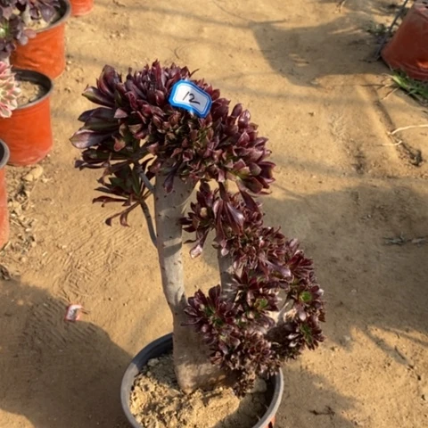 黑法师缀一物一拍