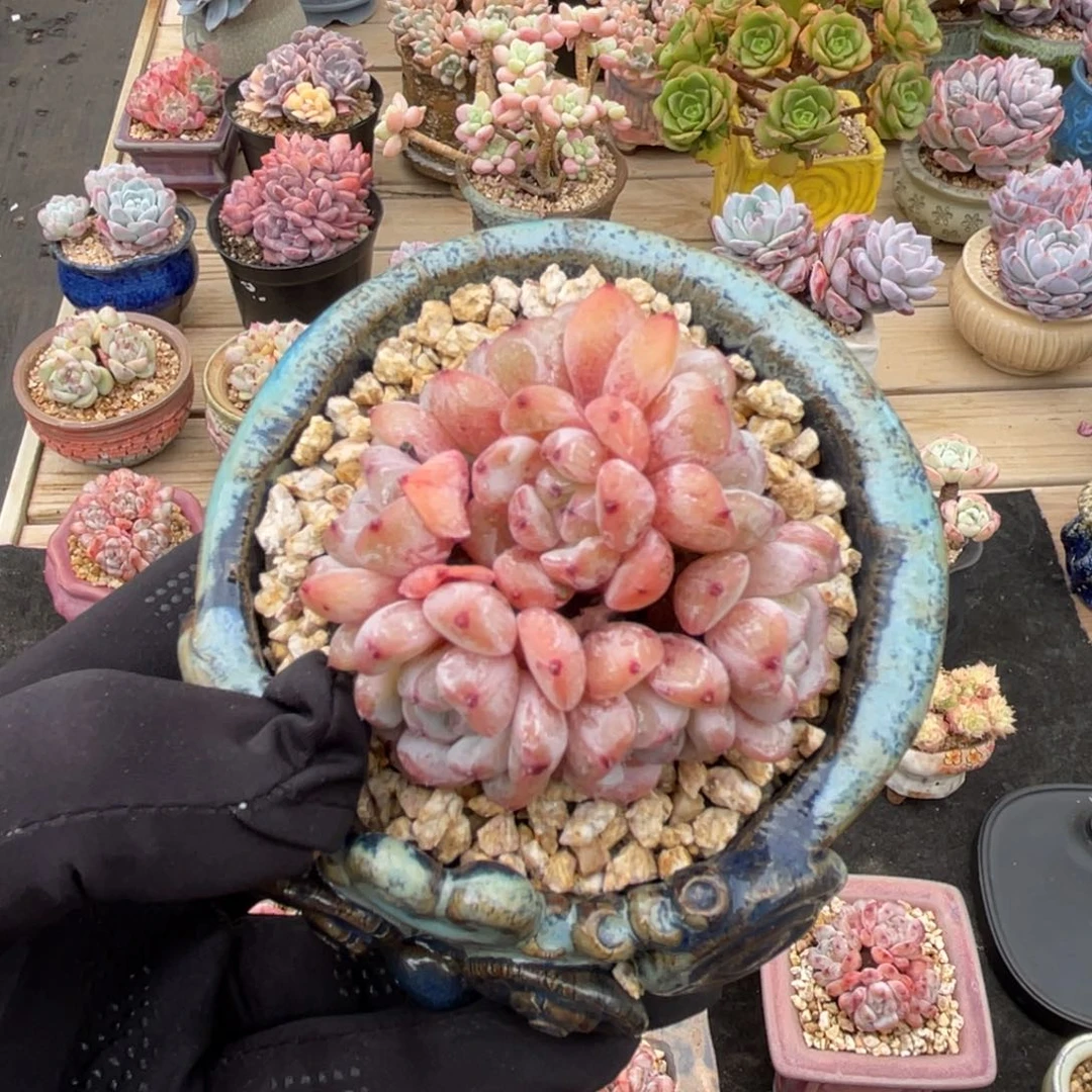 一物一拍不支持退换