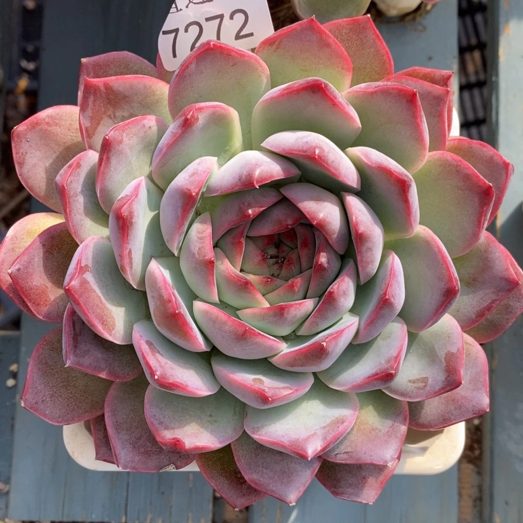 陌***绵杂交精品多肉7272~12厘米