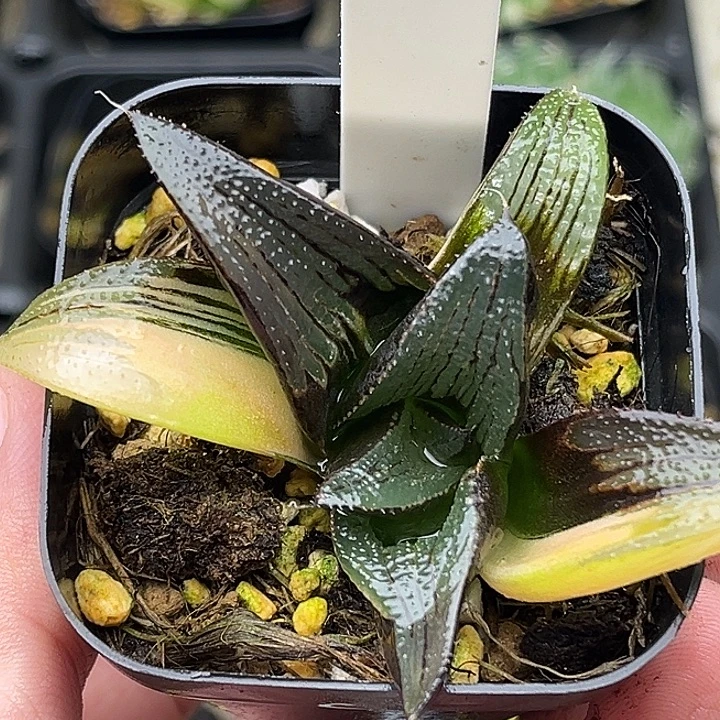 90茜云锦芭提雅头家多肉十二卷