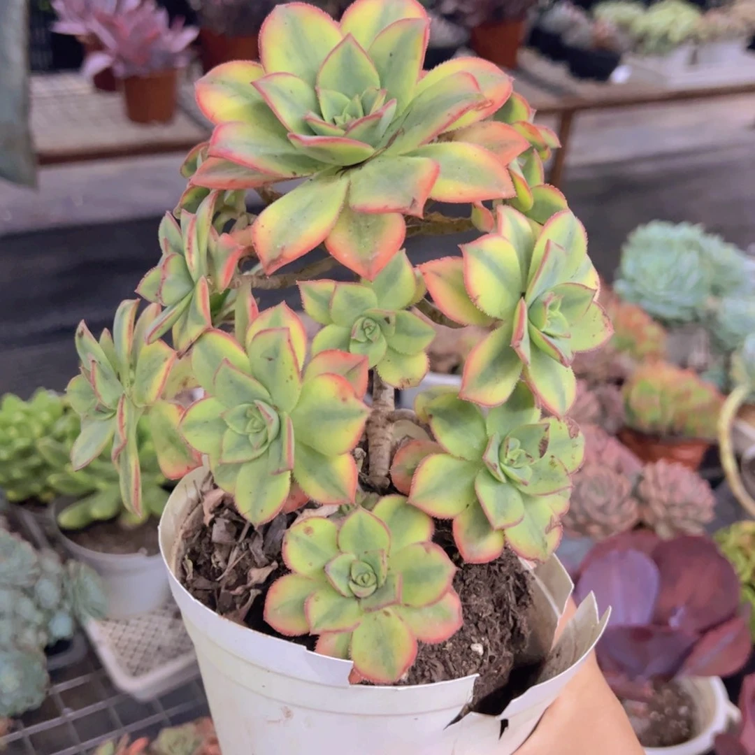 星爆整装整群，160杯