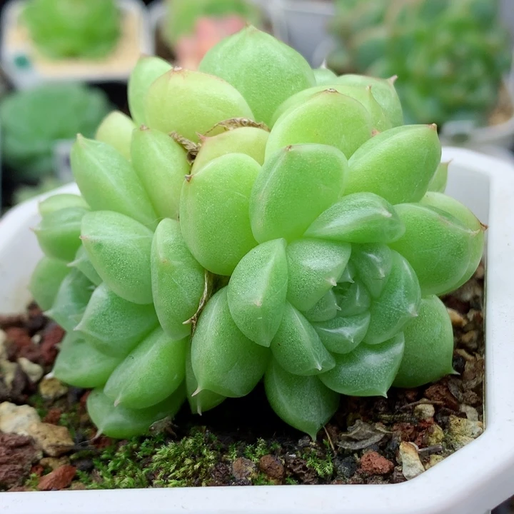 58包邮  群生不包整27