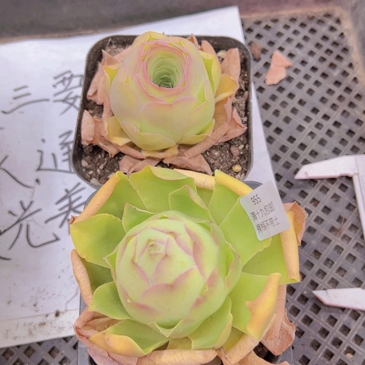 955 裸根不带土发货