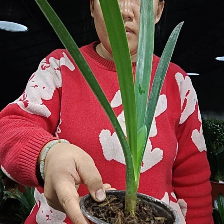 老***q无花朵老邓   有径   60