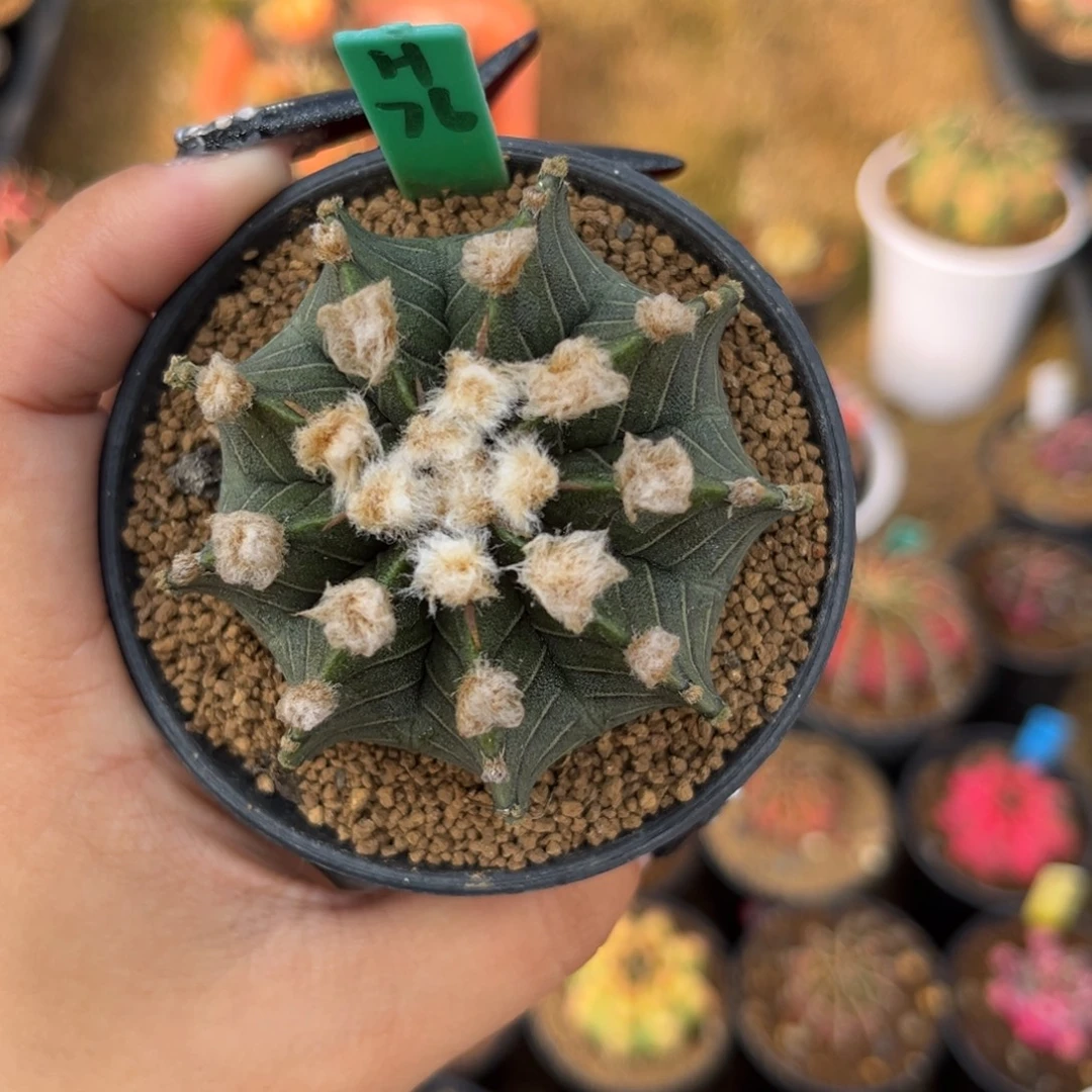 H76 高绒肋骨 带盆土捡漏