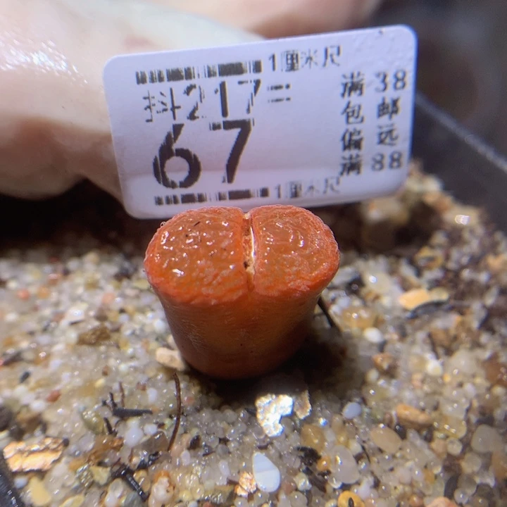 精品生石花217.67