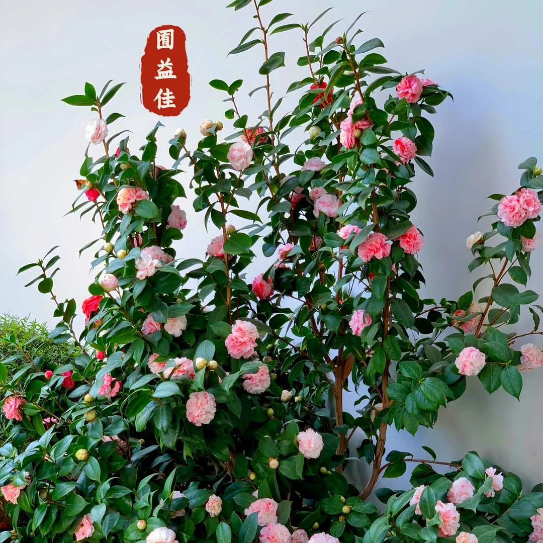 香妃山茶花带花苞四季茶花五色赤丹室内外开花好养花卉阳台盆栽