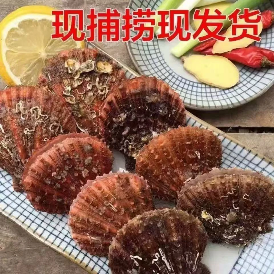 【京东顺丰包邮】日照本地小扇贝( 包鲜不包活)