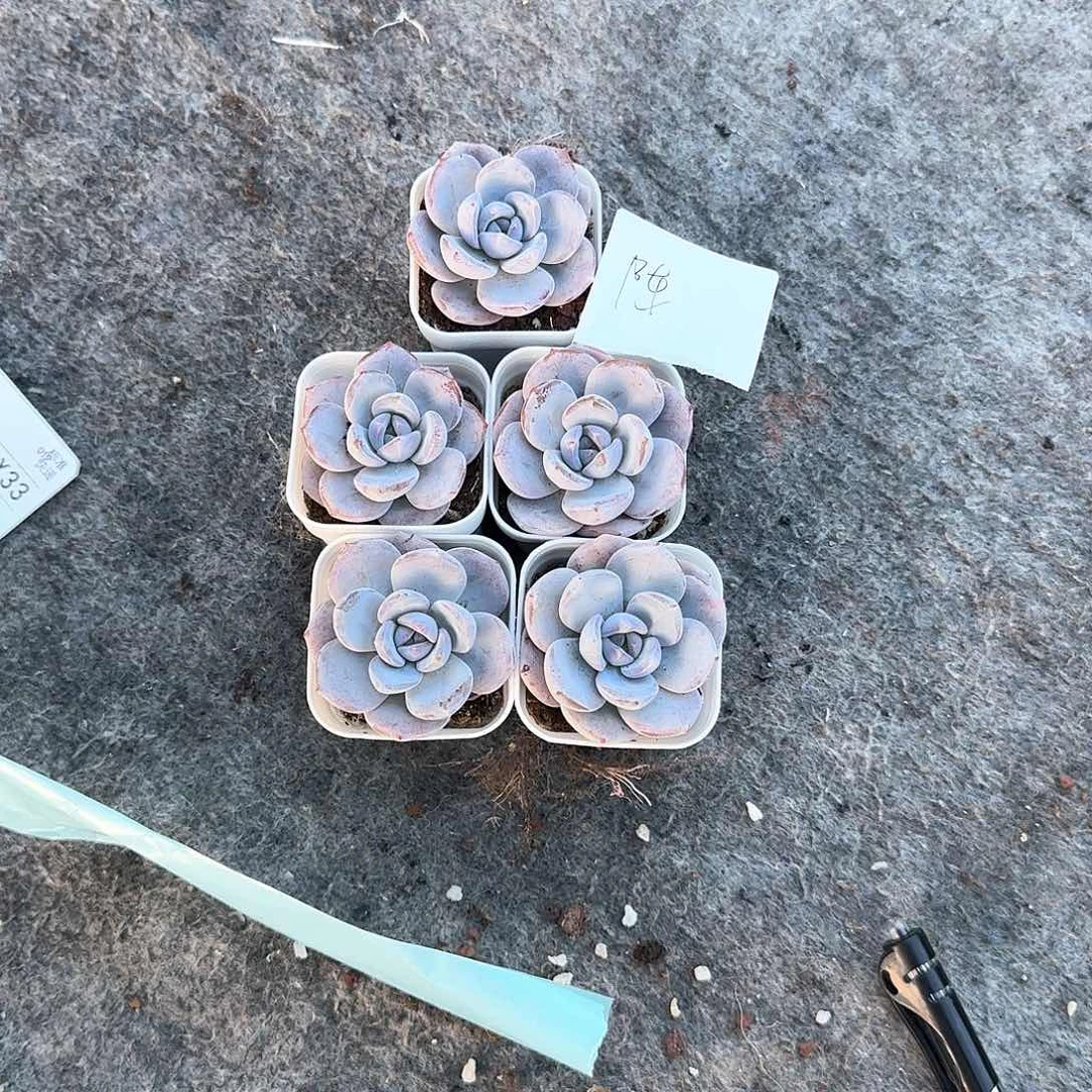陈一物一拍专拍链接