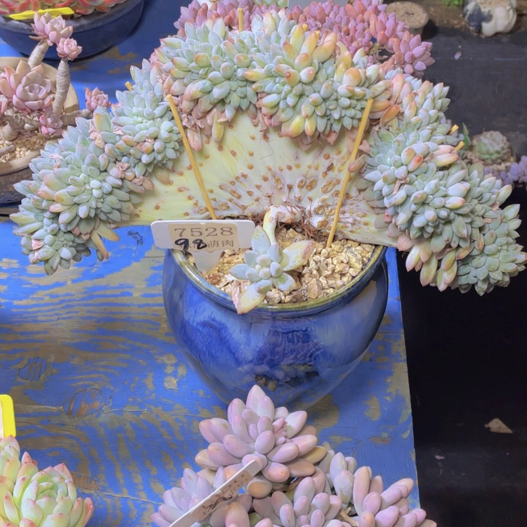 奶糖缀7528多肉植物