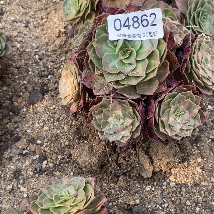 忆***04862海王七彩多肉植物