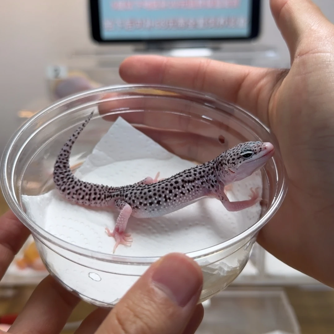 豹纹守宫银河母温