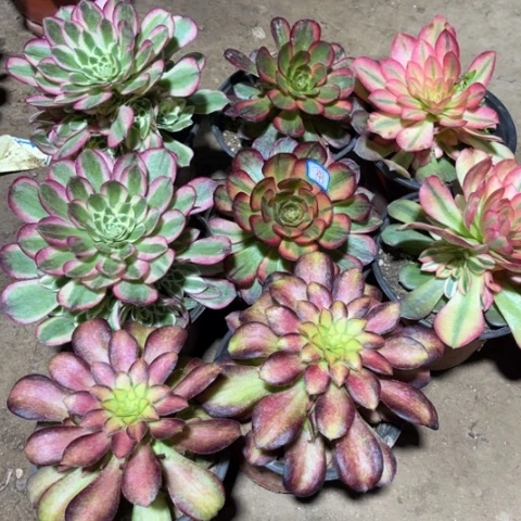 743多肉植物组合