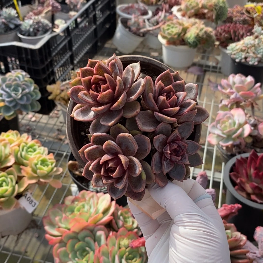 9556巧克力慕斯一物一拍