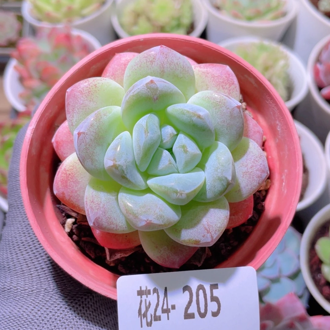 花利美24-205冰玉