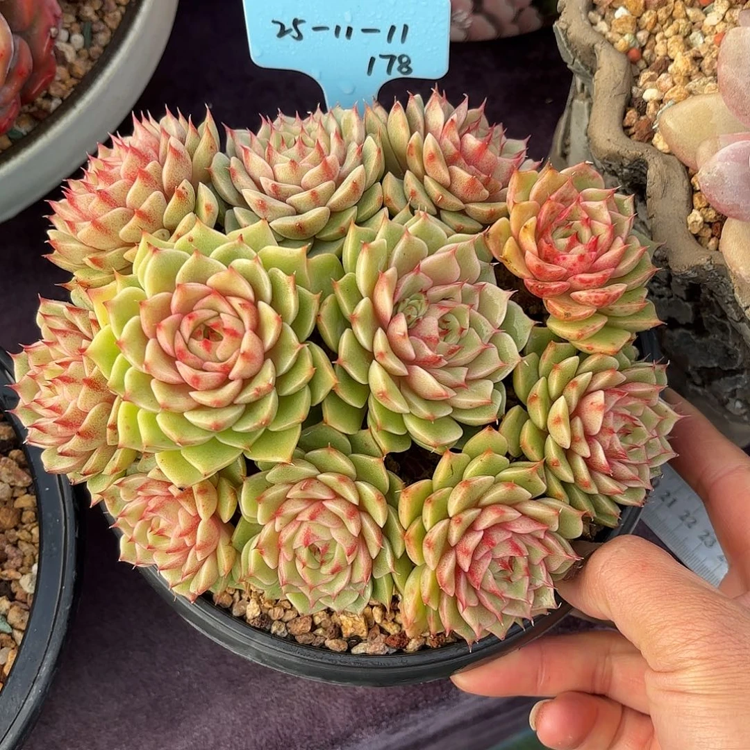 多肉植物脱土包邮