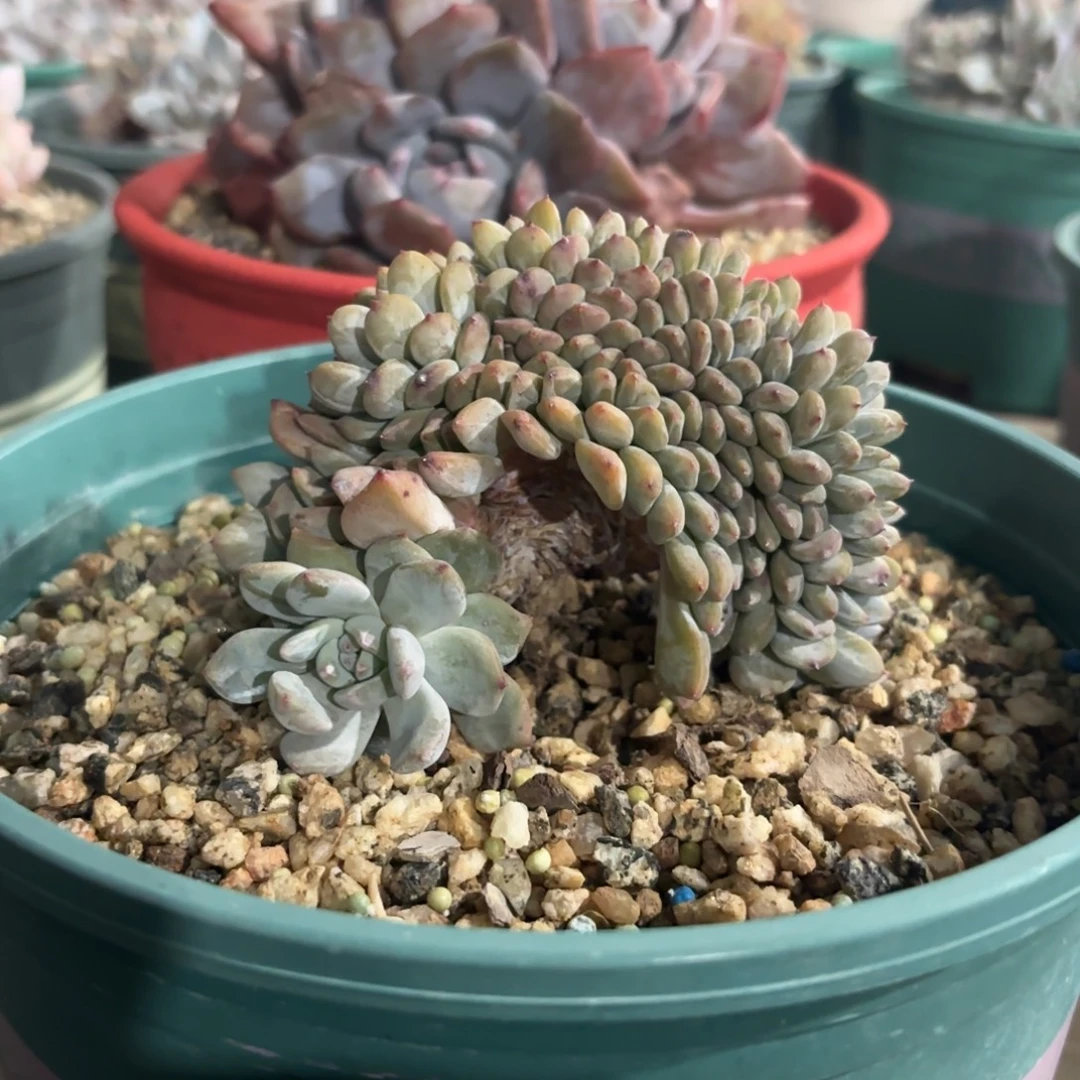 叶插橙梦露缀化，小高板。
