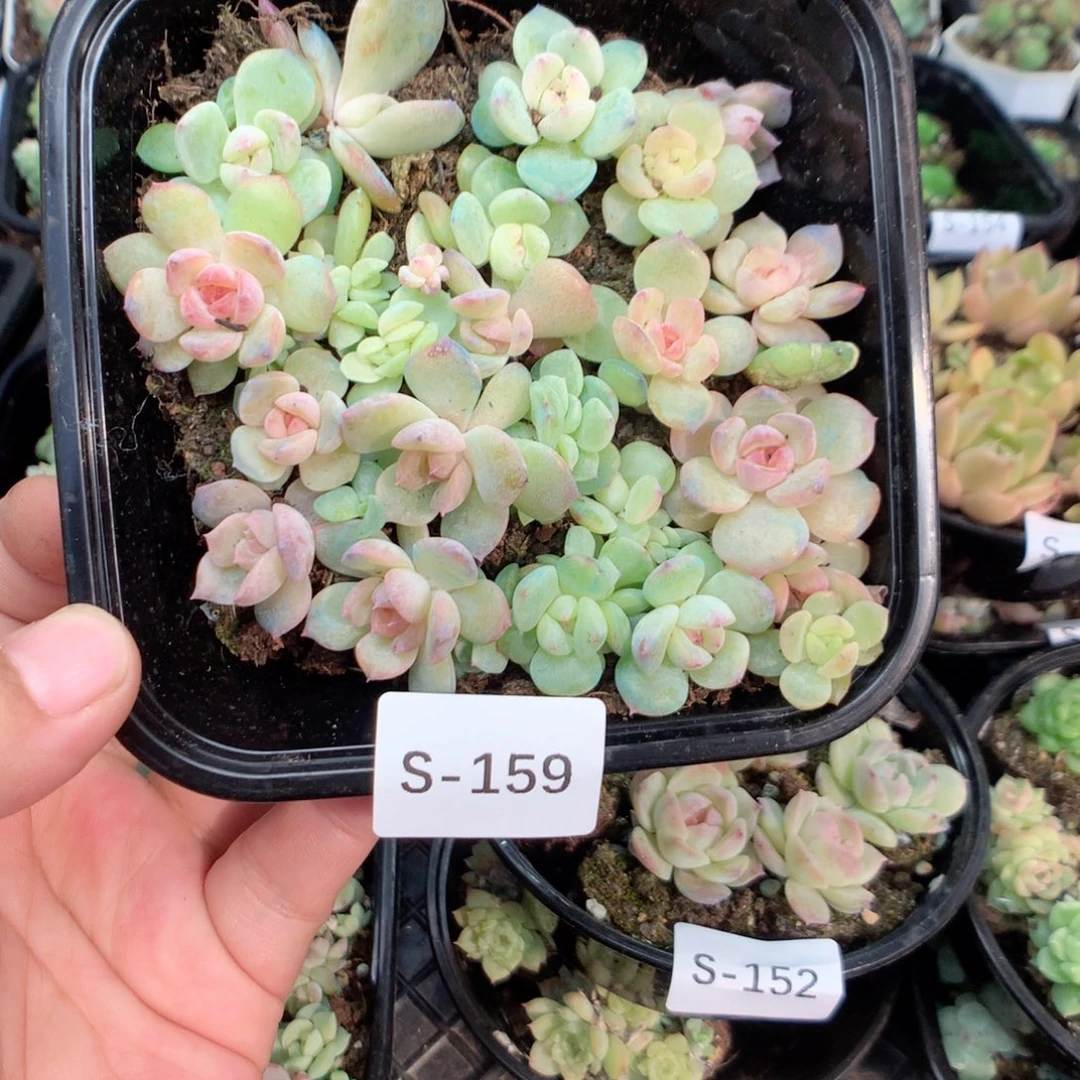 无花朵S159月英语英语