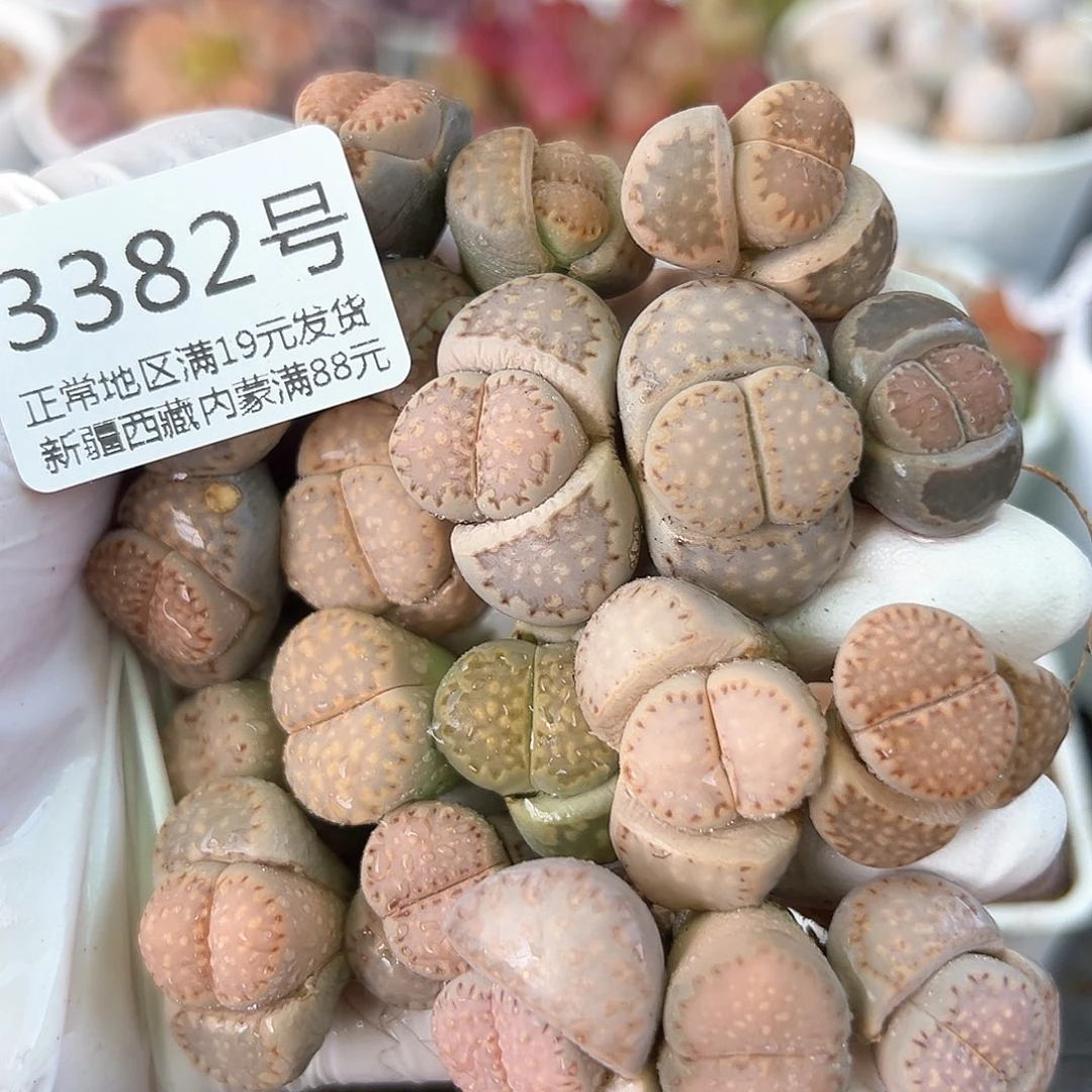 3382三年精品饼干20颗打包出