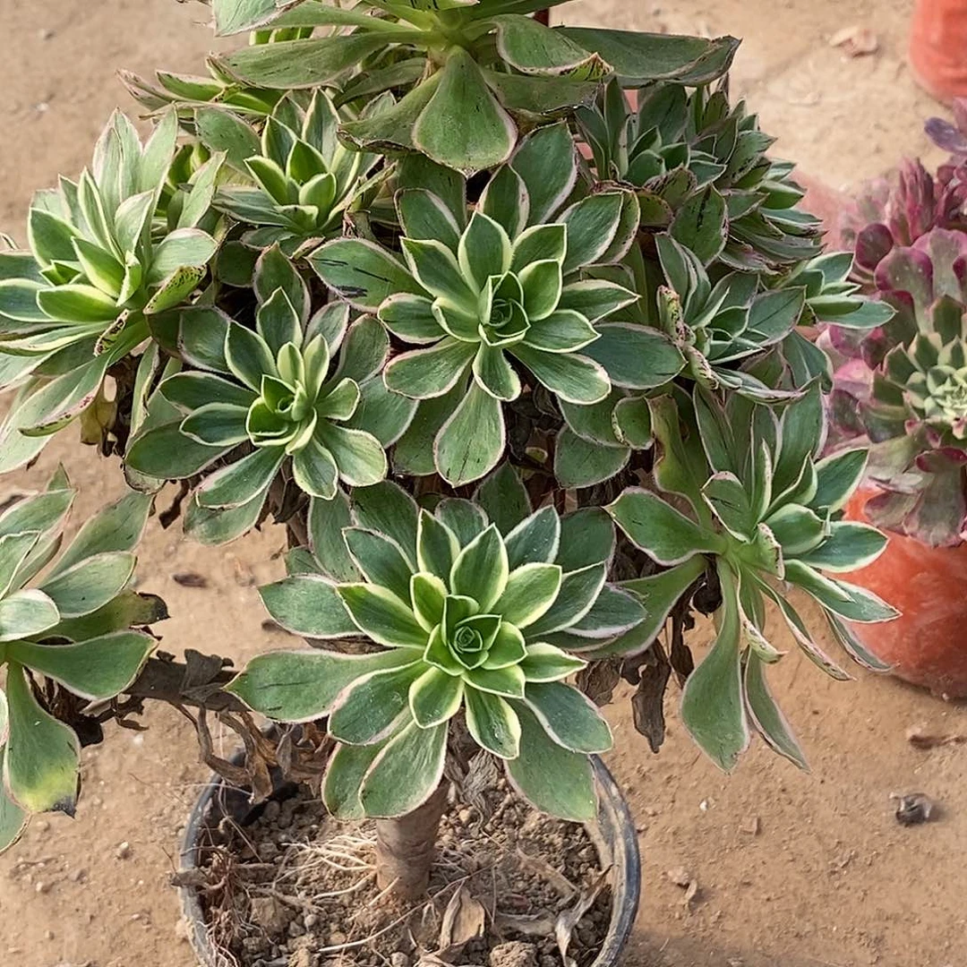 98 多肉植物不包断枝