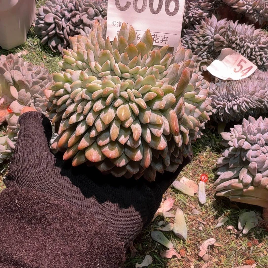 606龙头龙尾星影缀鸡腿