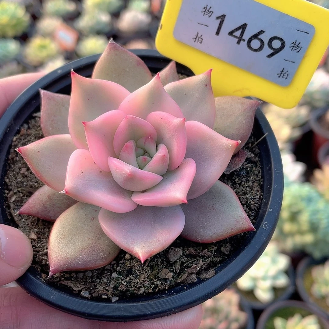 卡梅拉锦1469号多肉