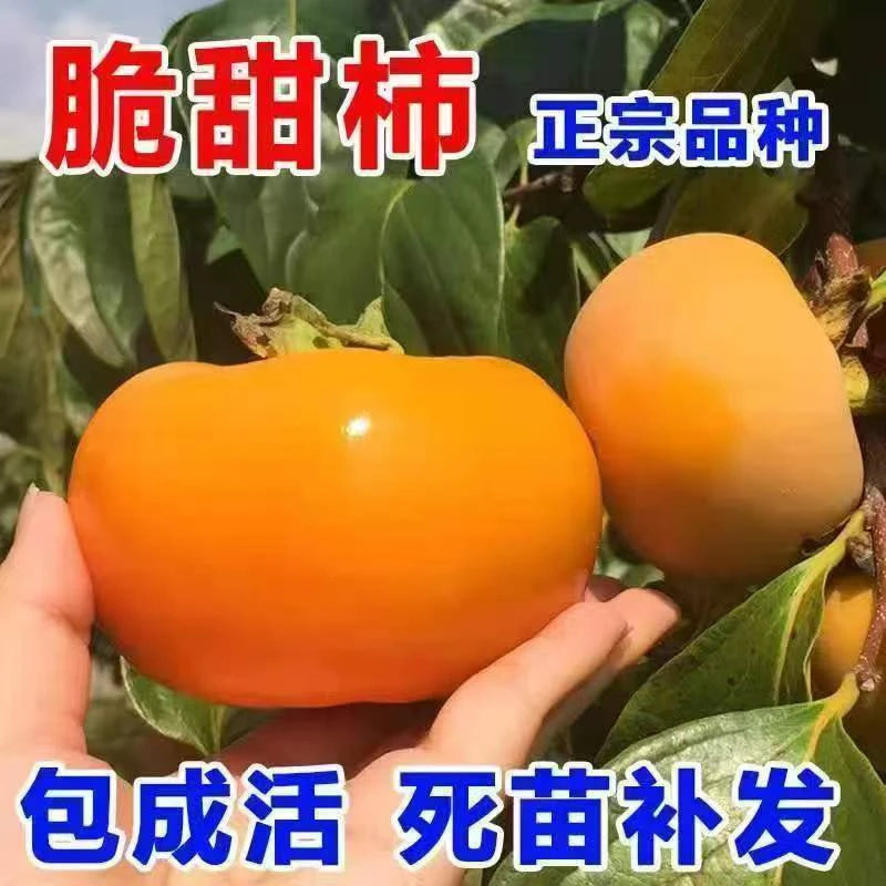 【3棵】脆甜柿子树苗盆栽地栽果树苗 南北方种植