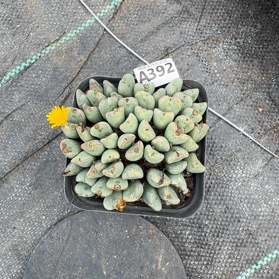 392多肉植物多肉植物