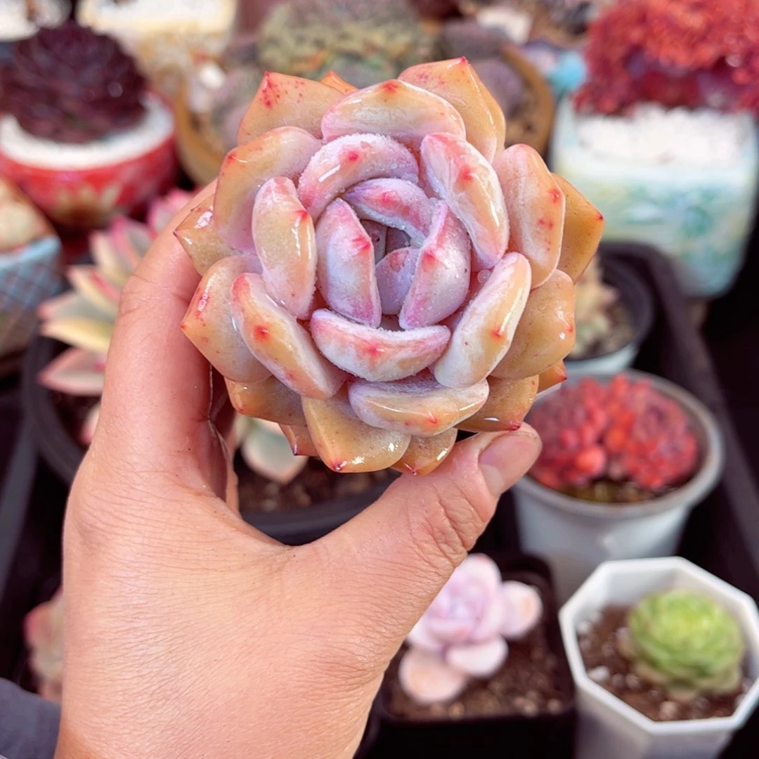 7998单头梦露多肉