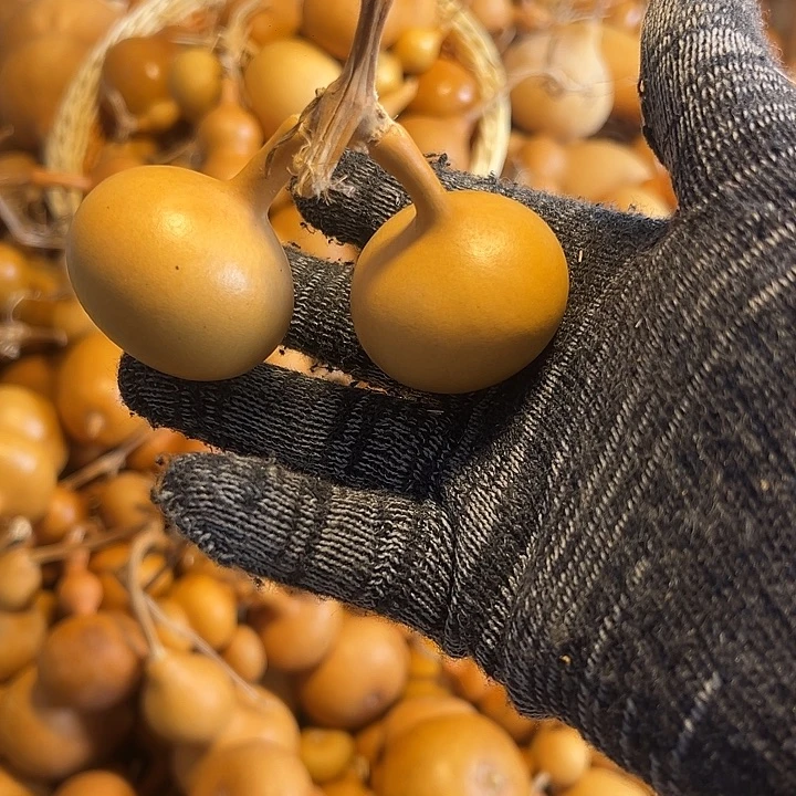 老***肉不退不换运输中不保龙头完美主义者勿拍