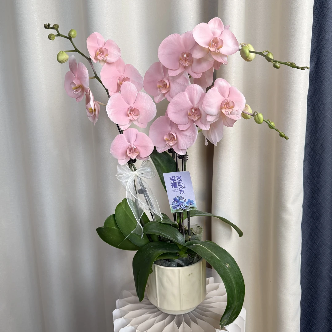 【大水蜜桃】马卡龙色蝴蝶兰 创意 好养花期长基地直发 喷色工艺