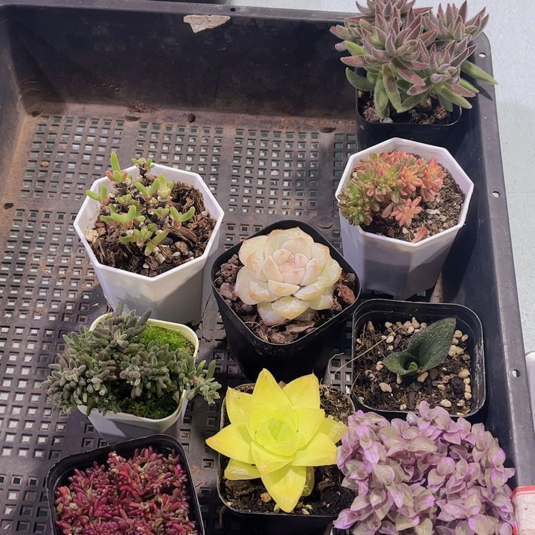 多肉112多肉植物，