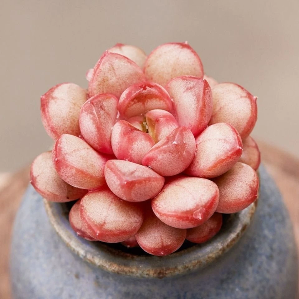 【满9.9包邮】葡萄5㎝多肉植物美肉以直播间介绍为主