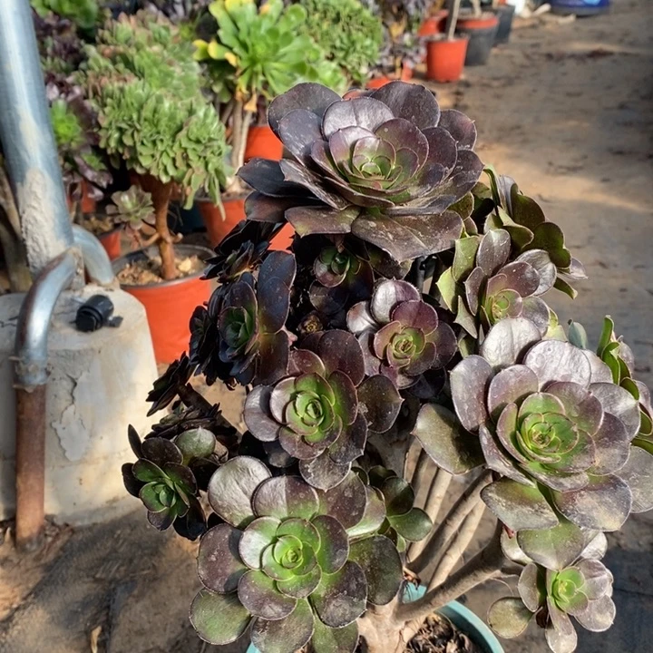 灰圆叶多肉植物29。