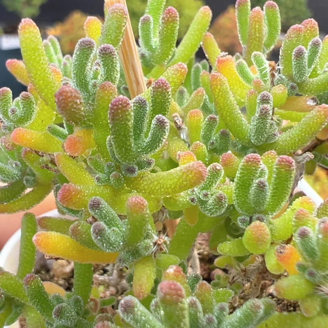 【闪购商品】dy6256冰川冠幅6cm