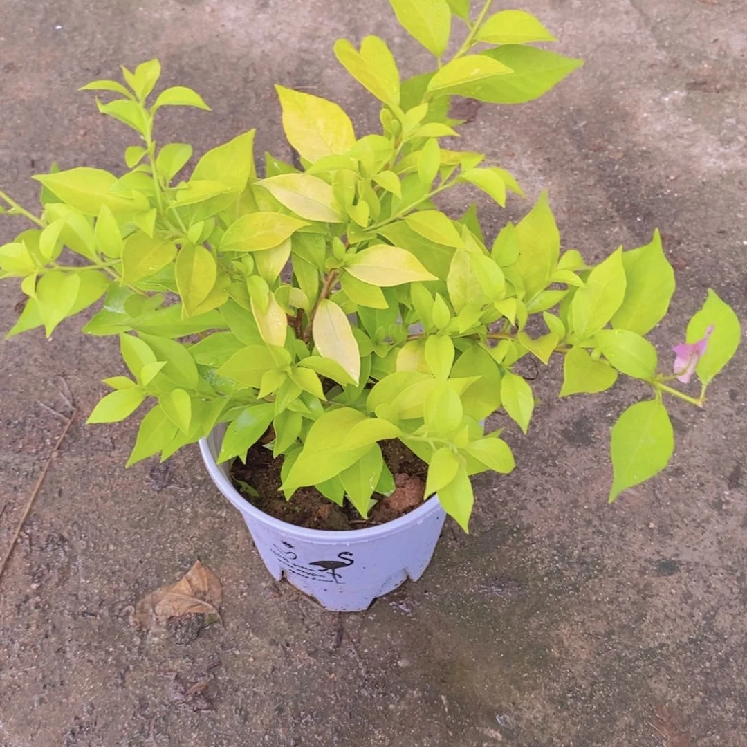 无花朵三角梅等植物形态特征多年生