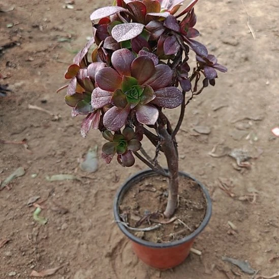 忆江南加急发货23