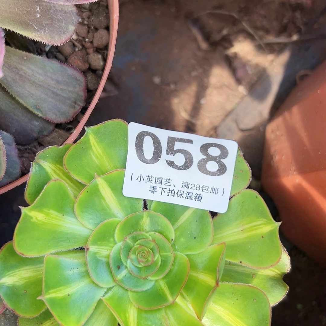 多肉植物多肉植物058