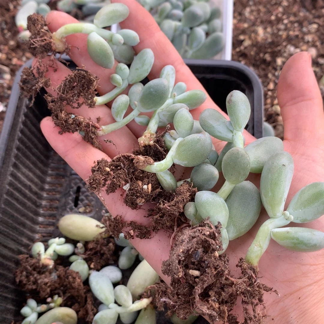 米可奶酪有锦基因miken