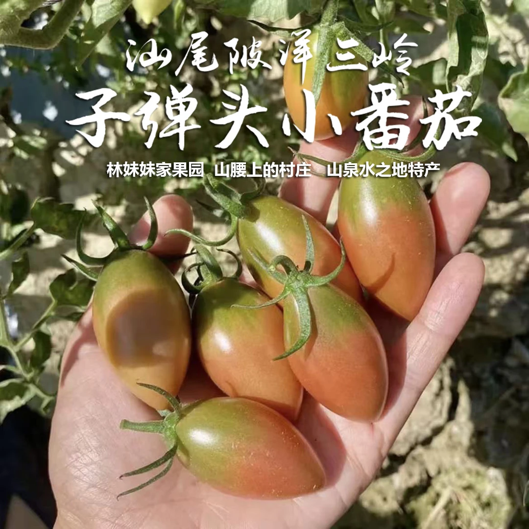 顺丰/中通 广东汕尾陂洋三岭子弹头小番茄 新鲜采摘现发，脆甜多汁