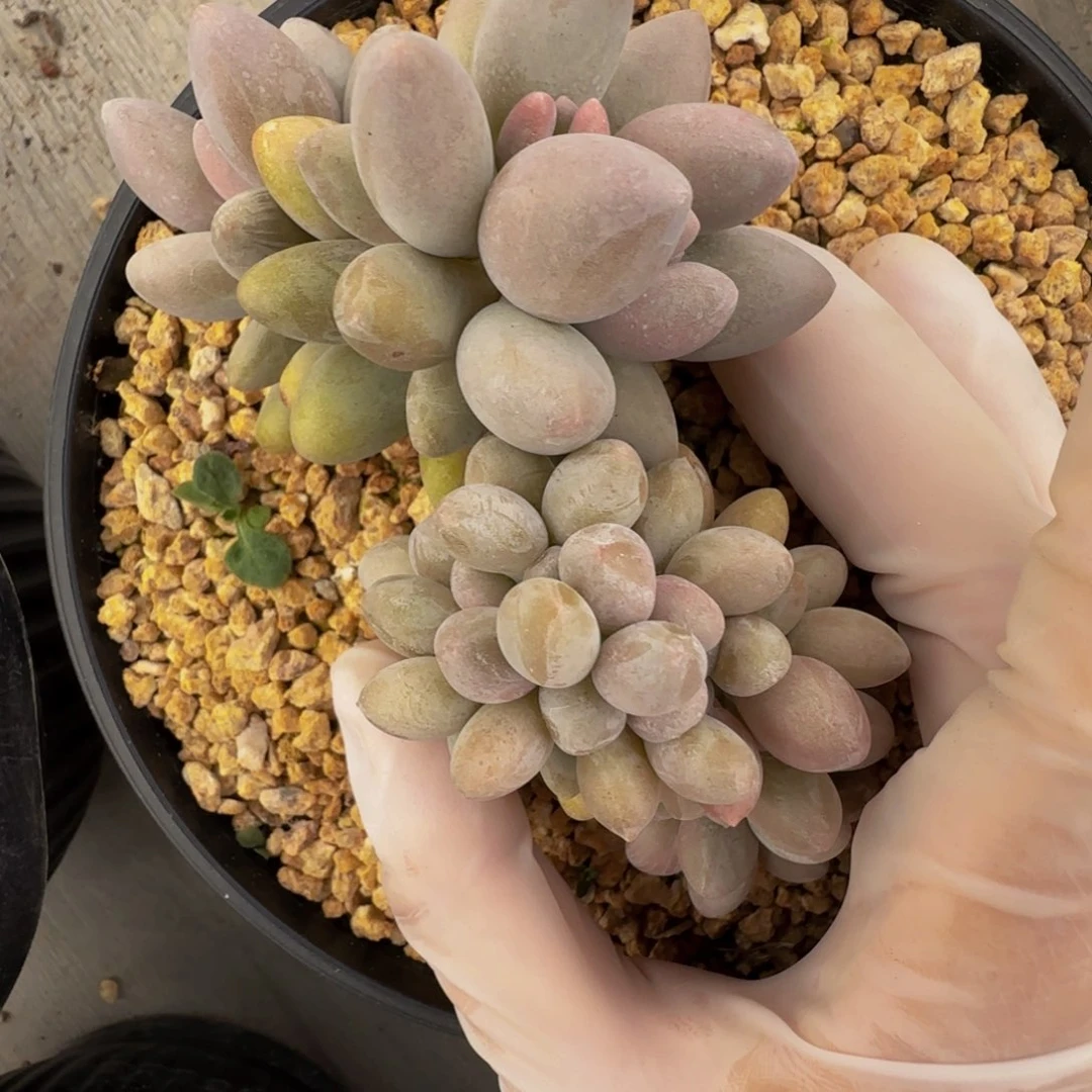 a a a a a a a a a 64