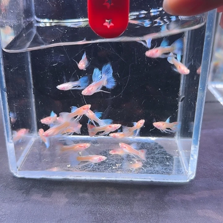 孔雀鱼202号，20条