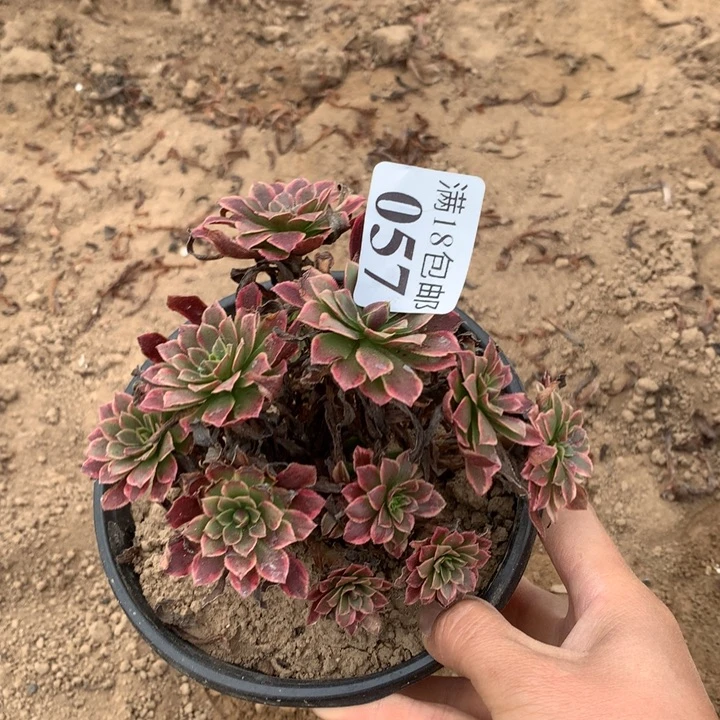 057朝霞小绣球2号棚