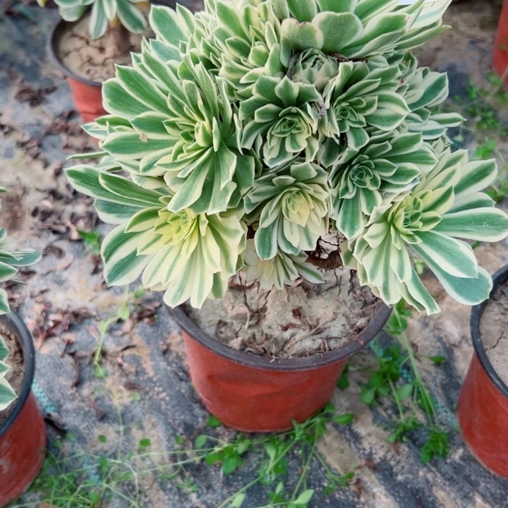 683碧玉多肉植物