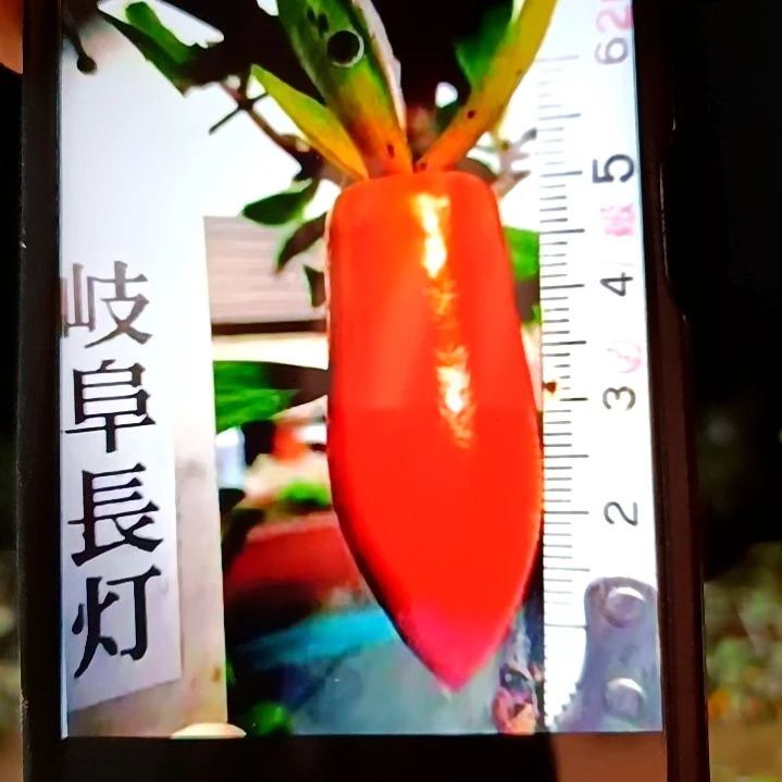 无花朵扦插苗长灯