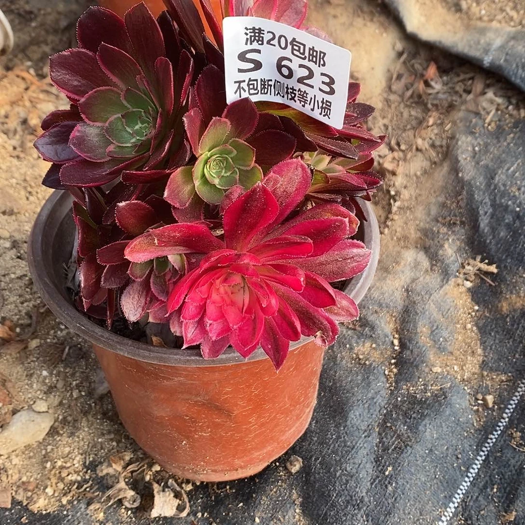 623莲花座有砍多肉