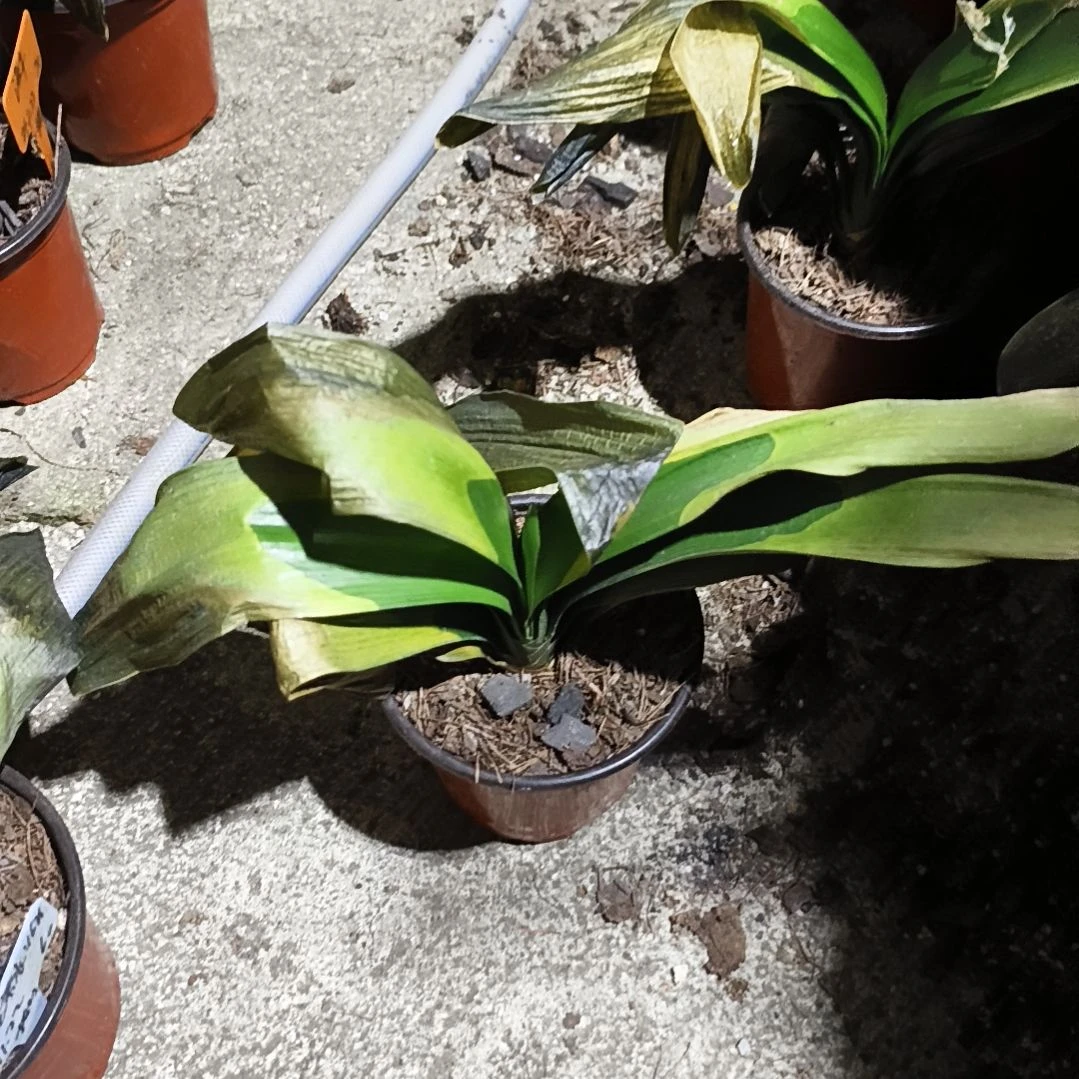 z***l完全开放辉阳苗残叶特惠苗一颗