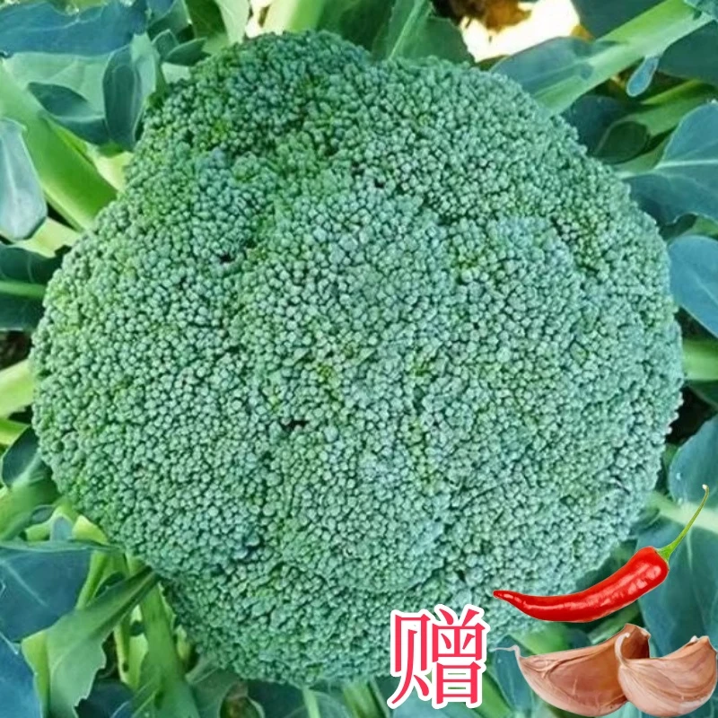农家自种新鲜西兰花脆嫩爽口肉质细腻