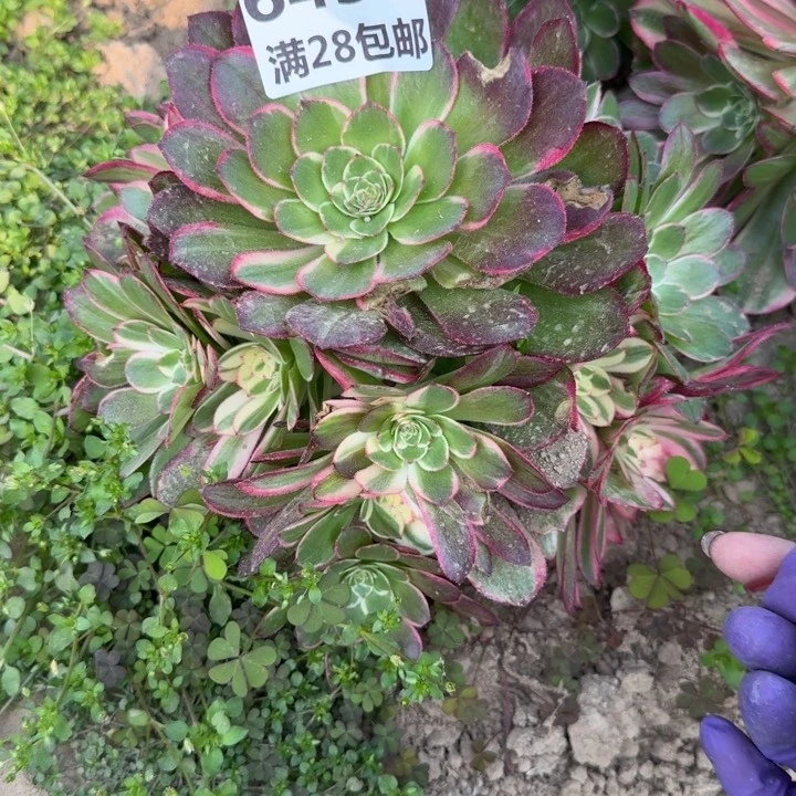 6430二号棚万花筒O
